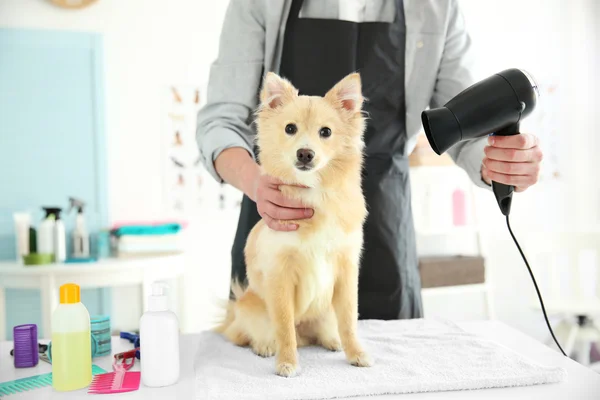 Spitz på groomer salong — Stockfoto