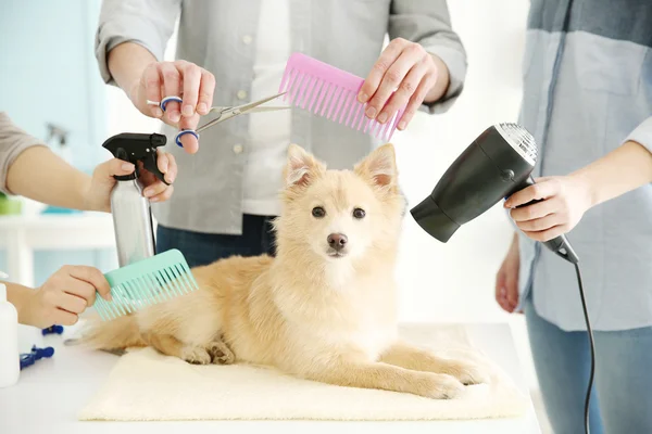 Spitz på groomer salong — Stockfoto