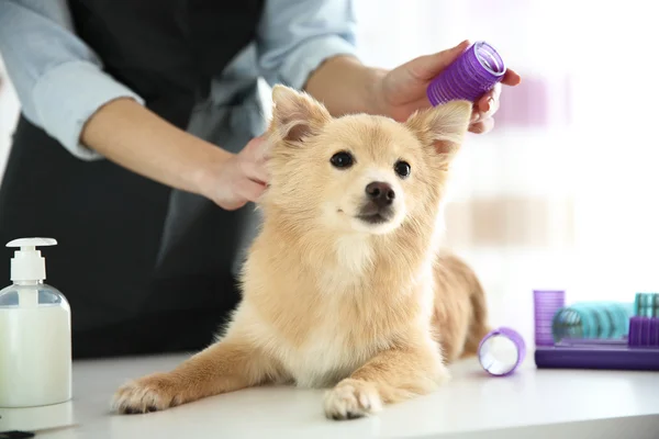 Spitz im Pistenraupensalon — Stockfoto