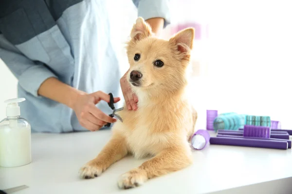 Шпіц на groomer салон — стокове фото