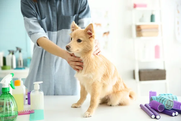 Spitz no salão de groomer — Fotografia de Stock