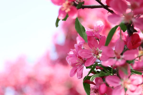 Árvore florescente na primavera — Fotografia de Stock