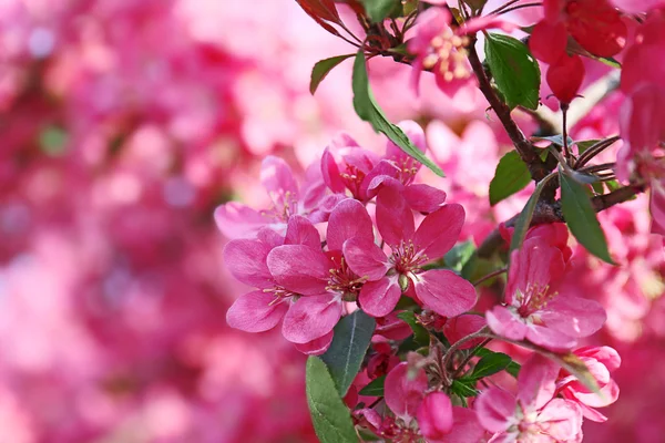 Blommande träd på våren — Stockfoto