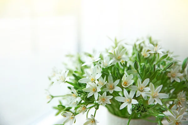 小さな白い花 — ストック写真