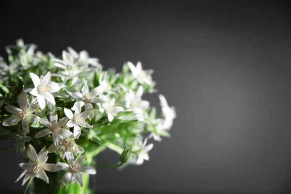 Little white flowers — Stock Photo, Image