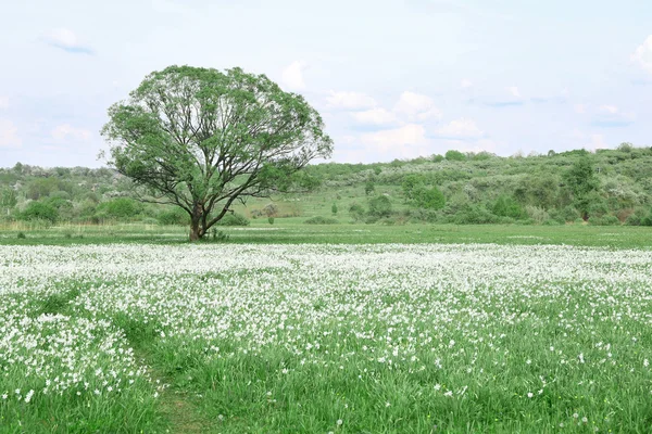 美丽的水仙花花 — 图库照片