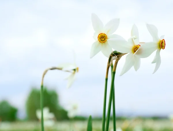 Beautiful daffodils flowers — Stock Photo, Image