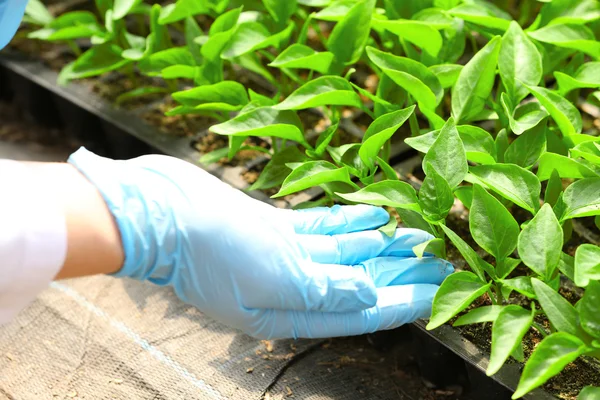 Bäuerin bei der Arbeit — Stockfoto