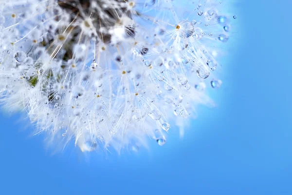 Dandelion seed head — Stock Photo, Image