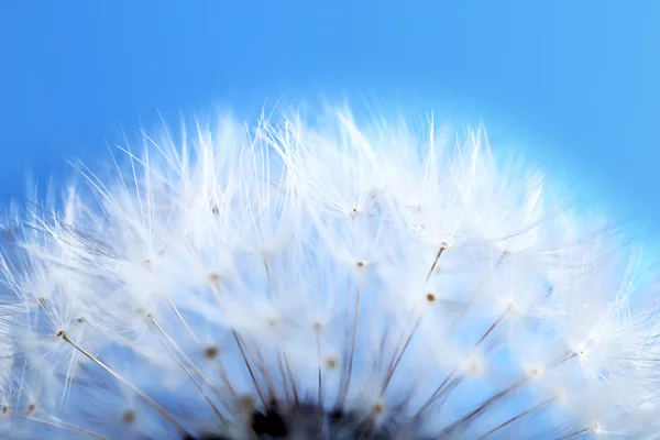 Dandelion seed head — Stock Photo, Image