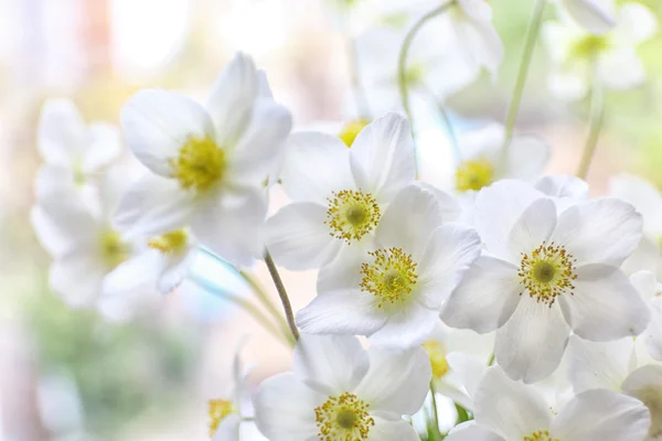 Smukke hvide blomster - Stock-foto