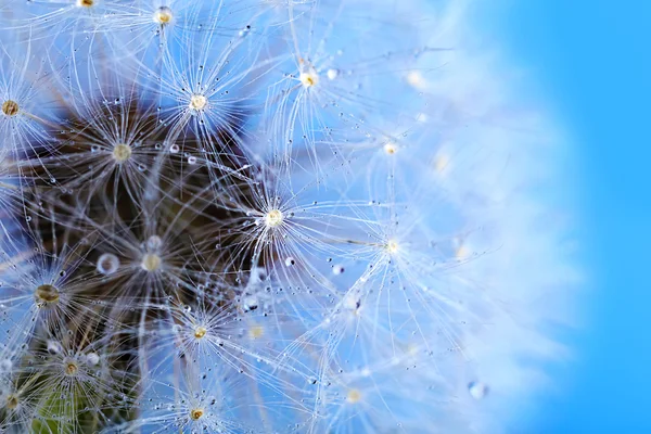 Dandelion seed head — Stock Photo, Image