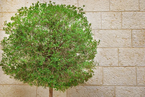 Taş duvarda yeşil ağaç — Stok fotoğraf