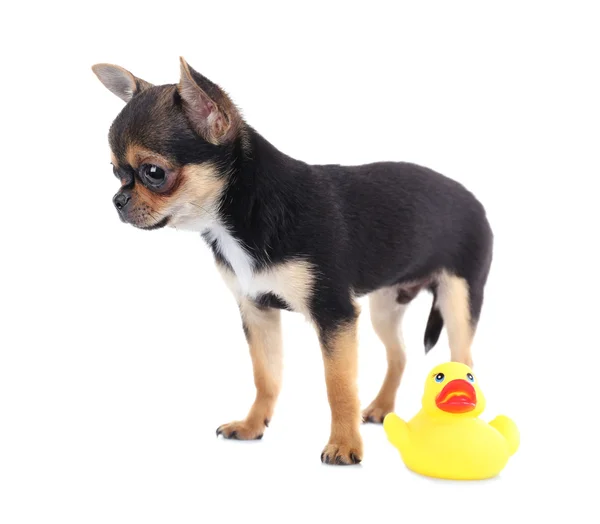 Chihuahua puppy after bath — Stock Photo, Image