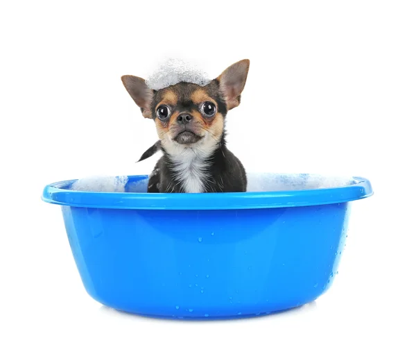 Puppy in bath on white — Stock Photo, Image