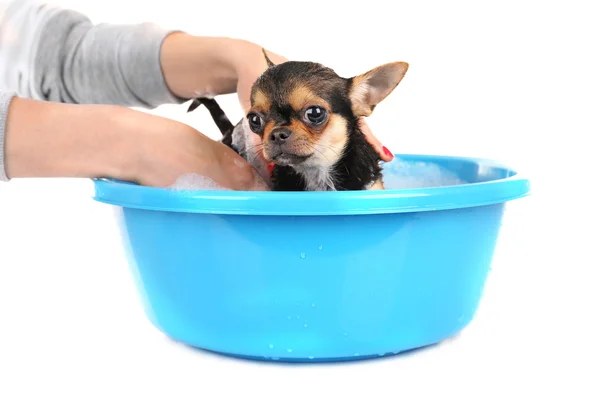 Female owner washing her puppy — Stock Photo, Image