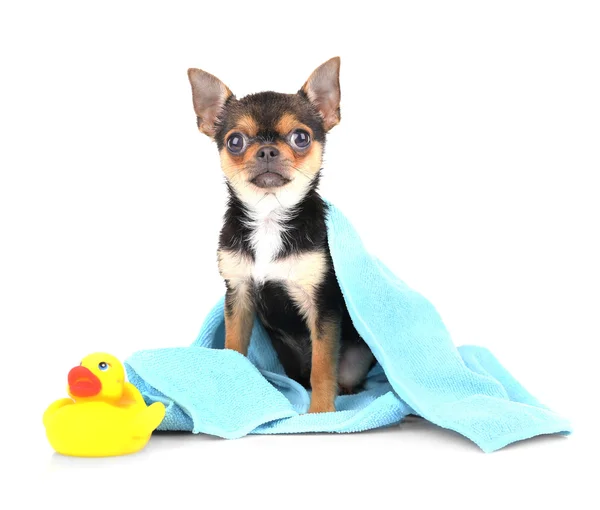 Chihuahua puppy after bath Stock Photo by ©belchonock 113538004