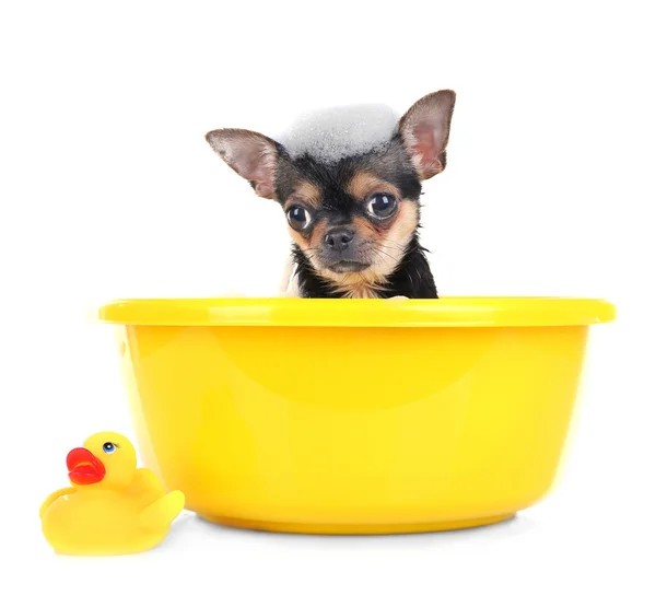 Cachorro en baño en blanco —  Fotos de Stock