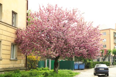 Çiçek açması pembe sakura ağacı 