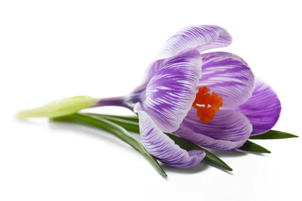Elszigetelt, gyönyörű crocus virág — Stock Fotó