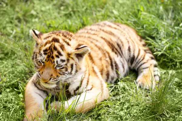 Baby tiger on grass — Stock Photo, Image