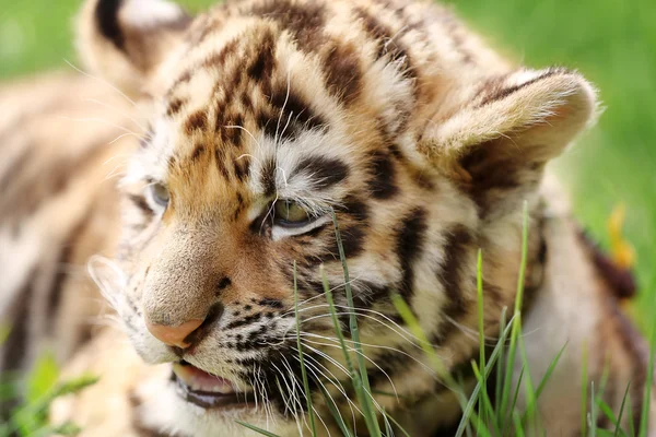 Dziecko Tygrys na trawie — Zdjęcie stockowe