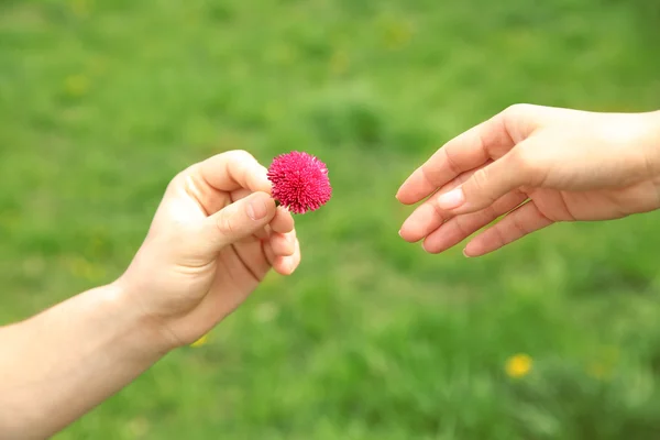 デイジーの花と女性と男性の手 — ストック写真