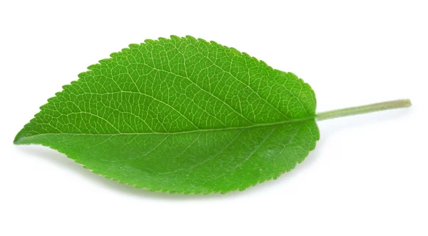 Fresh Green leaf — Stock Photo, Image