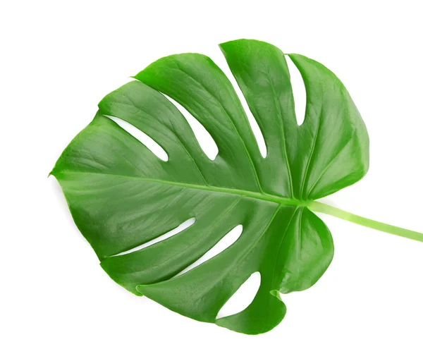 Foglia di Monstera, isolata — Foto Stock