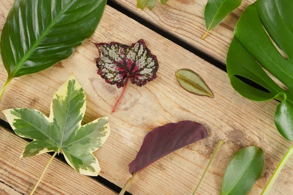 Various leaves on  background — Stock Photo, Image