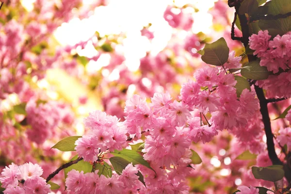 Sakura kwiaty na wiosnę — Zdjęcie stockowe