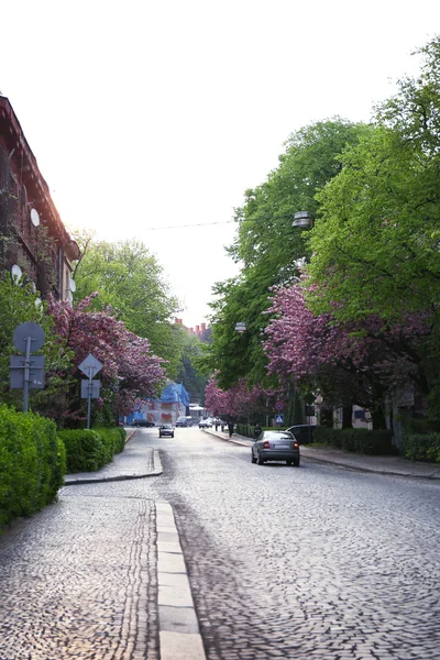 Blommande rosa sacura träd — Stockfoto