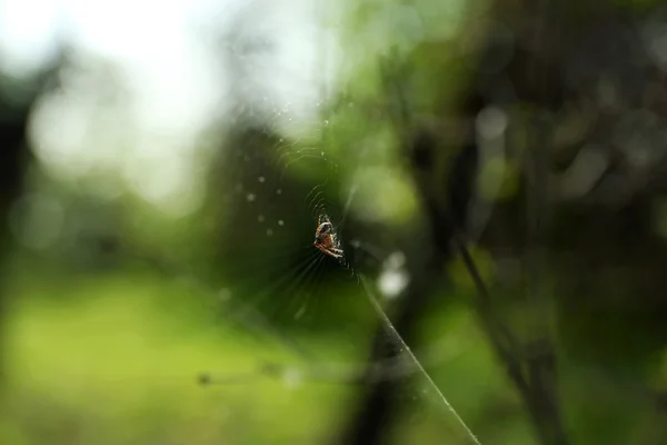 Spinne sitzt im Netz — Stockfoto