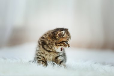 küçük şirin kedi yavrusu