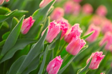 Field of beautiful tulips clipart