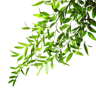 Yeşil yapraklı ağaç dalı