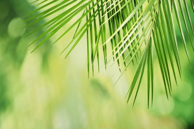 yeşil yapraklar arkaplan