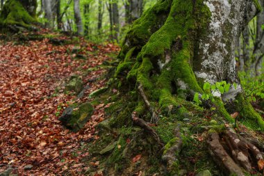 Ağaç kökleri moss ile