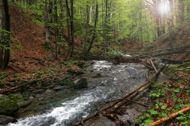 ormandaki küçük nehir