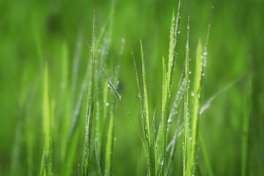 Taze yeşil çimenler