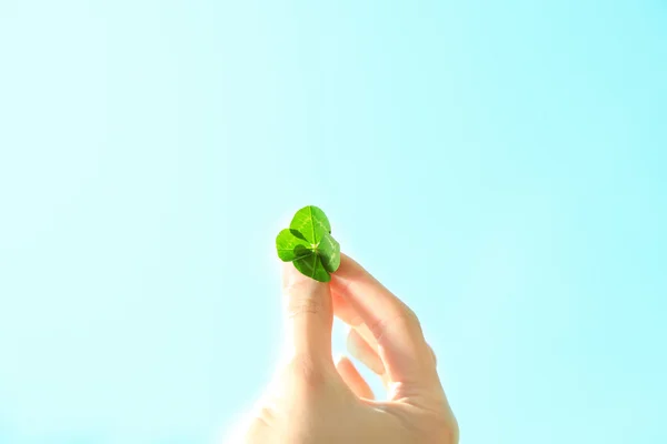 Female hand holding clover leaves — Stock Photo, Image
