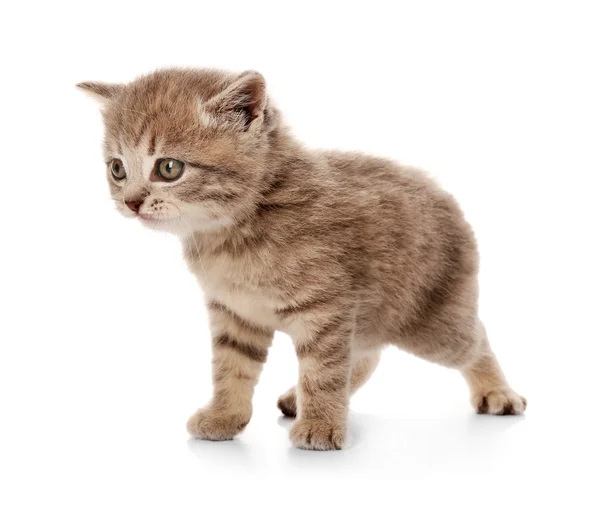 Pequeno gatinho bonito — Fotografia de Stock