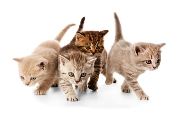 Kleine schattige kittens — Stockfoto