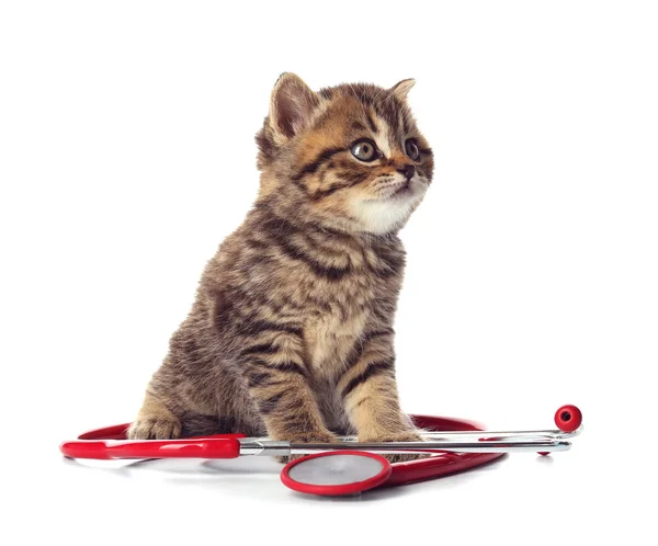 Pequeno gatinho bonito — Fotografia de Stock