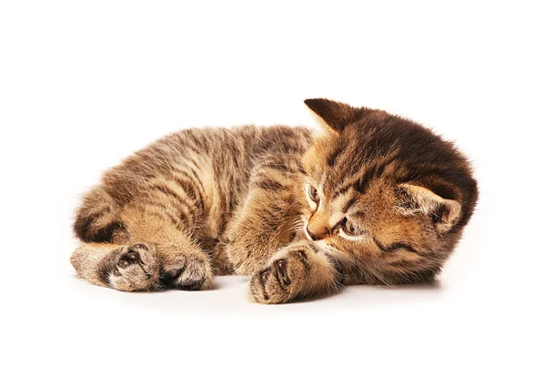 Pequeno gatinho bonito — Fotografia de Stock