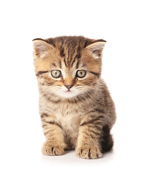Маленькі милі кошеня — стокове фото