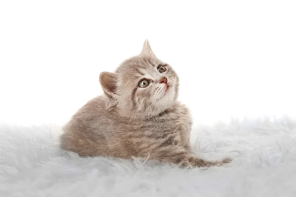 小可爱小猫 — 图库照片