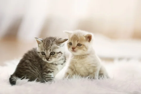 Malý roztomilý koťátka — Stock fotografie