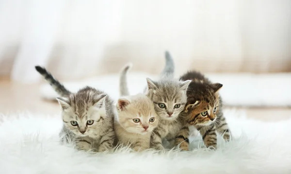 Kleine schattige kittens — Stockfoto