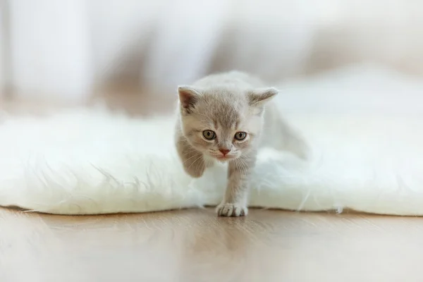 Kleines süßes Kätzchen — Stockfoto